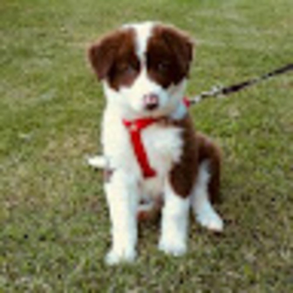 Meet your Posher, Anna kate